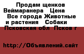 Продам щенков Веймаранера › Цена ­ 30 - Все города Животные и растения » Собаки   . Псковская обл.,Псков г.